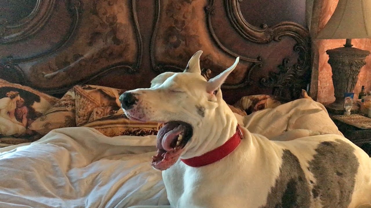 Squeaking Yawning Moaning Lazy Great Dane
