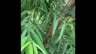 Salix nigra (black willow) Wealth