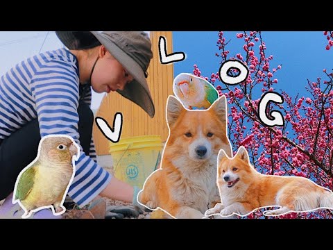 🌱242 Vlog I 아침+이른 오후 브이로그 I Morning + early afternoon vlog I 김갈릭