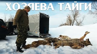 ХОЗЯЕВА ТАЙГИ. Стая волков, море грибов, воды по ... Вспоминаем далекий 2016 год.