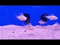 Some fish in our store.