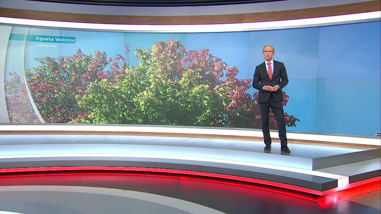 Vädret 19.00 - Vardagspuls (TV4)