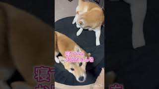 起きてほしいの🐶🩷