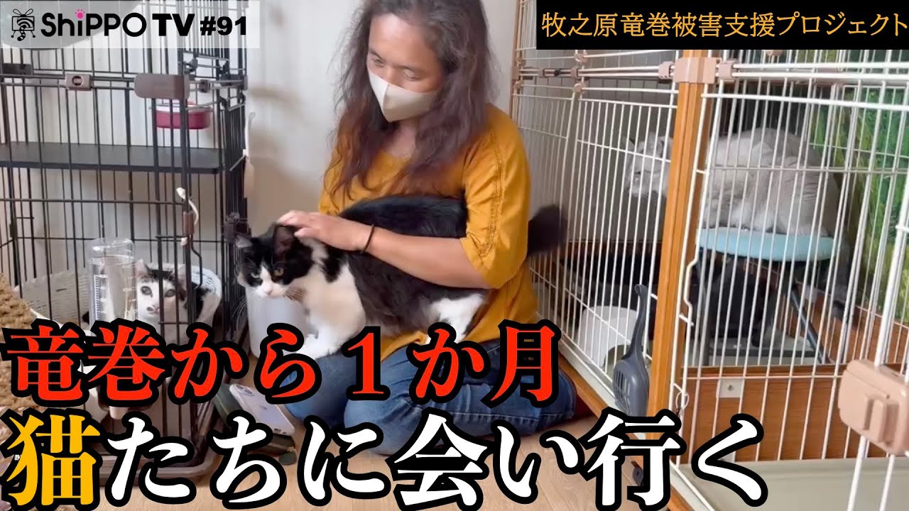 竜巻から1か月 猫たちに会いに行く【牧之原竜巻被害支援プロジェクト