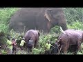 Injured Huge Tusker !