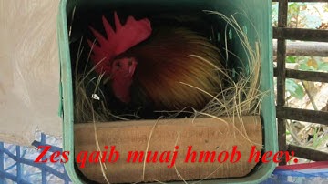 Yuav ua li cas ze qaib thiaj li tsis muaj hmob qaib los tom poj qaib thiab me nyuam qaib 4 Mar 2019