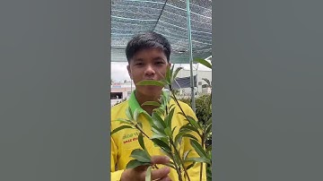 Sapoche, Hồng xiêm MeHiCo trái to tròn #shorts #shortsvideo