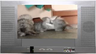 Смешные кошки. Улыбнись! Смешные кошки. Улыбнись!