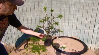 🌱 Backyard Bonsai #4 🌱 How to turn a Garden Nursery Arborvitae into a Bonsai Tree