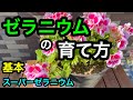 『ゼラニウム』の育て方🌸🌸🌸わかりやすく撮り直しました😊