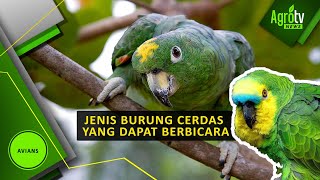 JENIS BURUNG CERDAS YANG DAPAT BERBICARA