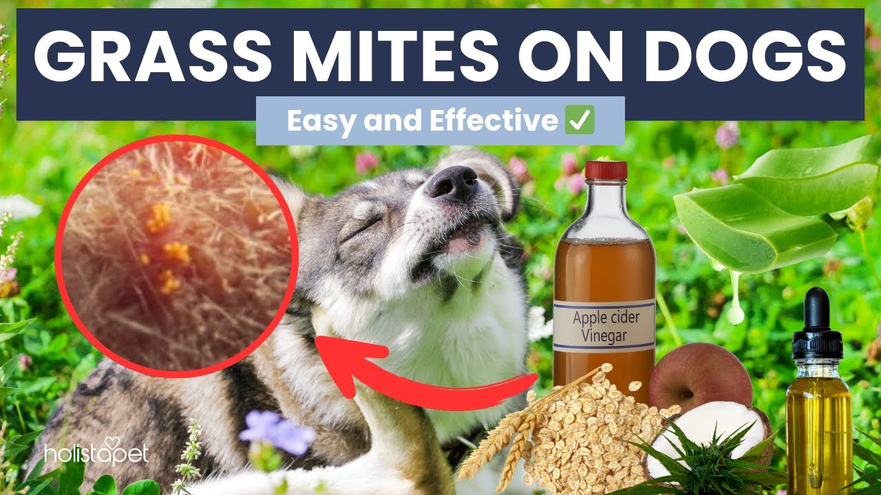 Простые домашние средства от травяных клещей у собак