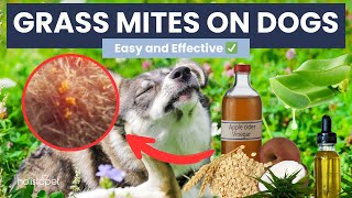 Easy Home Remedies for Grass Mites on Dogs