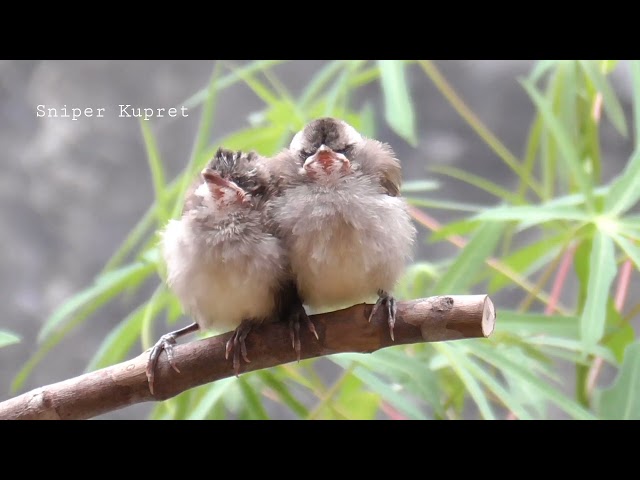 Suara Anakan trucukan gacor sangat cocok untuk memanggil indukan class=