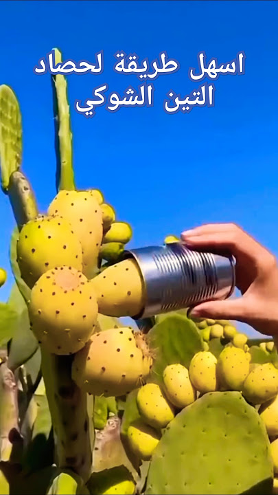 حصاد التين الشوكي بدون اشواك