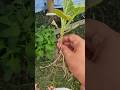 काश ऐसा हो पता 😀 #🌱 #🌏 #organickitchengarden7618 #ytshorts #imotional #videoviral #shorts
