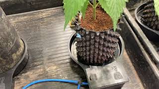 tent 2 update veg time