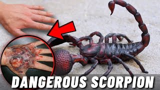 TOP 10 MOST DANGEROUS SCORPIONS IN THE WORLD by Animal Verse 103,262 views 2 years ago 8 minutes, 44 seconds