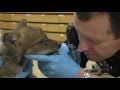 Dr. Mike&#39;s Video Blog: Wolf Pups&#39; First Exam