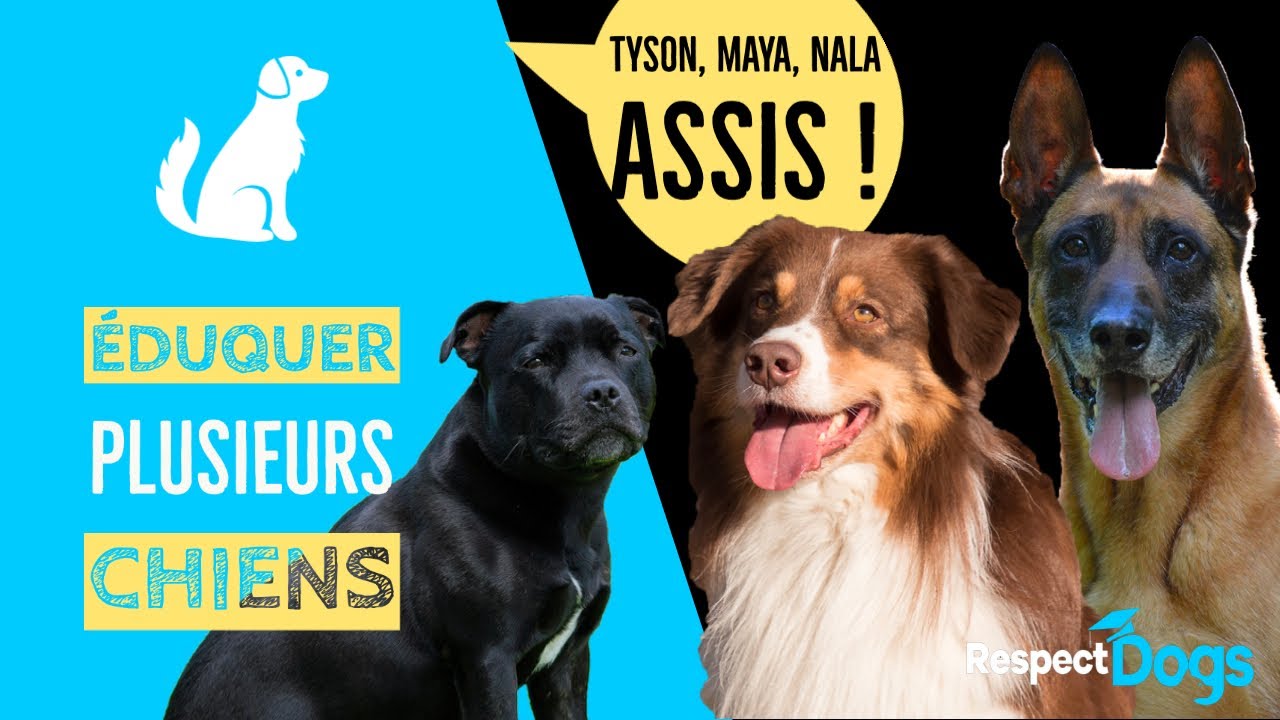 Plusieurs Chiens A La Maison Comment Les Eduquer Youtube Plusieurs Chiens A La Maison Comment Les Eduquer Youtube
