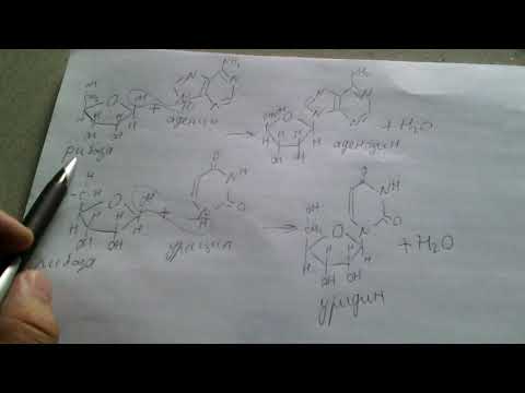 159. Что такое нуклеозиды.  Структурные формулы.