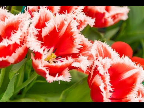 Самые красивые сорта ТЮЛЬПАНОВ. Топ 25.The most beautiful tulips