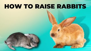 How to Raise Rabbits by Pet Care Tips 48 views 3 months ago 2 minutes, 28 seconds