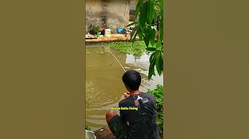 Mancing ikan nila pake joran lentur #shorts #fishing