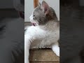 #живая #блог #коты #прокотов #котики #тренды