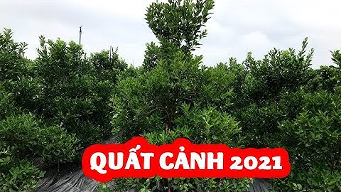 Quất cảnh tết năm 2021 như thế nào và mua cây quất cảnh như thế nào SĐT: 0988449791