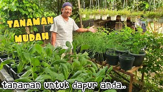 ✅️ TANAMAN DAPUR PALING MUDAH TANAM. 10 PILIHAN TERBAIK