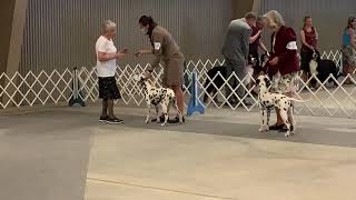 Estes Park - 6/5 - Dalmatian puppy class by Totally Tiggerific 12 views 5 months ago 5 minutes, 42 seconds