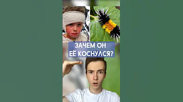 Коснулся гусеницы и пожалел #Shorts