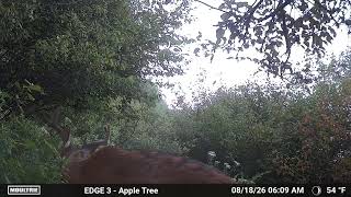 Love to see a good 8 pointer on the Moultrie edge 3 #whitetail #deerhunting #moultrietrailblazer 