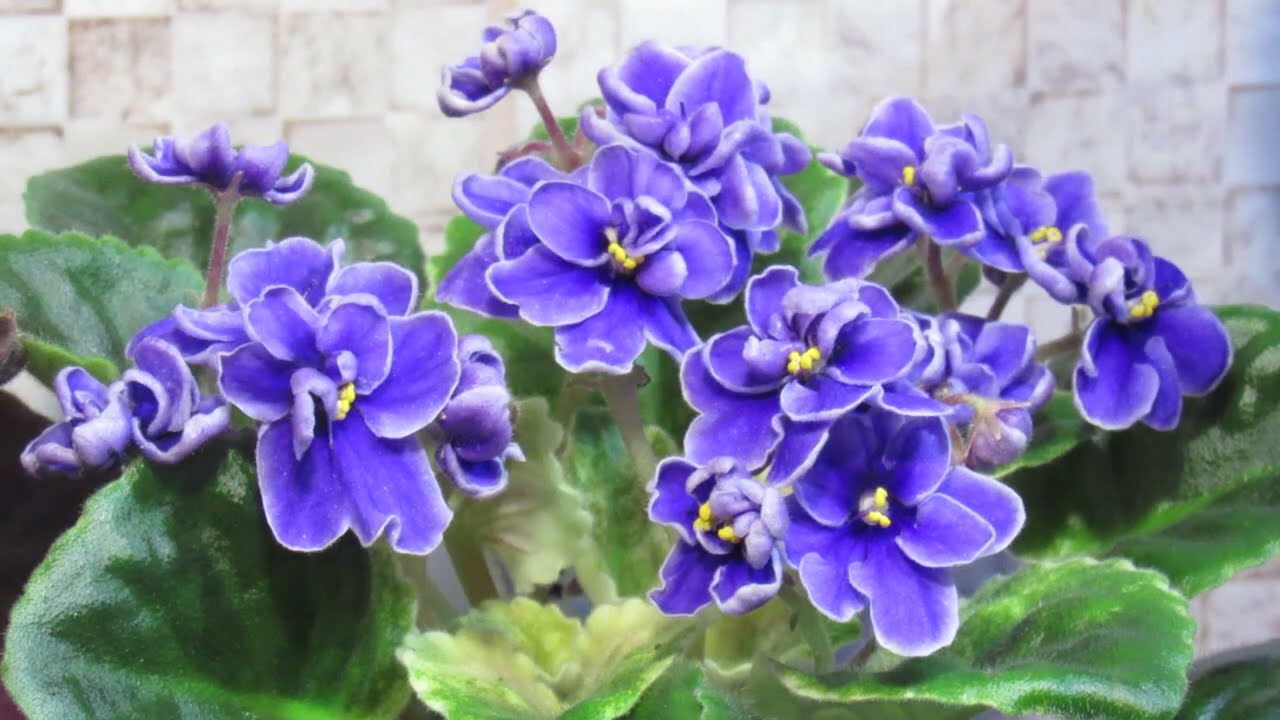 Дітки  фіалки пропадають після пересадки .