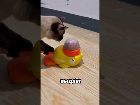 Кошка Сломала Умную Игрушку! 🐱🤯 Что Она Натворила?🐈😱 #животные