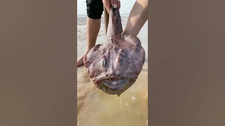 Amazing Giant Octopus Fishing Catch Skill - Amazing Big Catching on the Sea with Phann Phuy Fishing