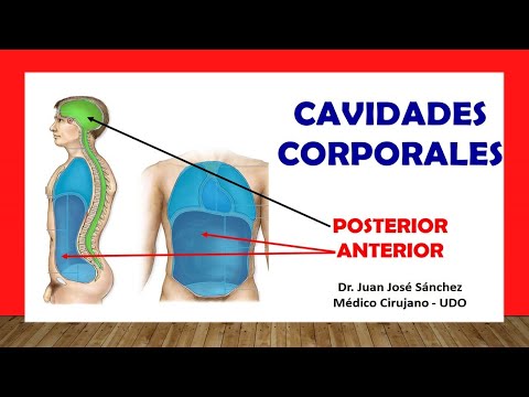 Vídeo: Cavidades Sinusales En La Cabeza Anatomía, Diagrama E Imágenes - Mapas Corporales