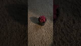 IMG 0354 #viral
