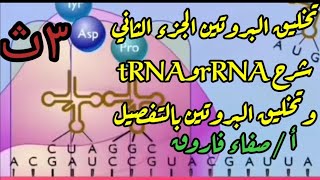 الجزء الثاني تخليق البروتين وتركيب الريبوسوم والrRNAوtRNA مشروح بالتفصيل ٣ث أحياء أ/صفاء فاروق