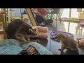 Raccoon vs Coati at the Meerkat Cafe