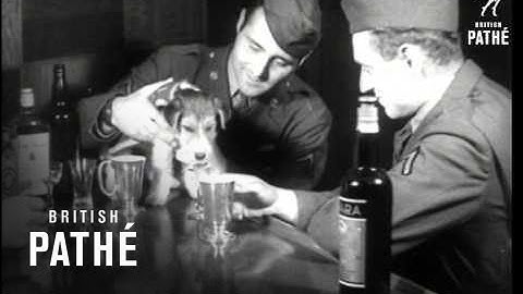 Australian Joins Us Army Neg (1942)