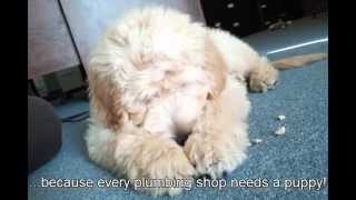 Bunker - The Apple Plumbing Goldendoodle