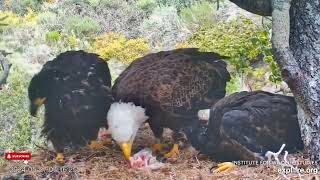 A BeakNipping Feeding Frenzy  Fraser Point Nest of Cruz, Andor, Manini & Reign (5/27)