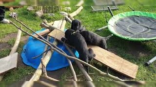 Die kleinen Flats haben zum ersten Mal im Garten Leckerli bekommen