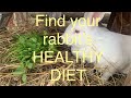 Find your rabbits HEALTHY DIET with me today!🥕🥬🐰#rabbit#diet#healthy#letstalk