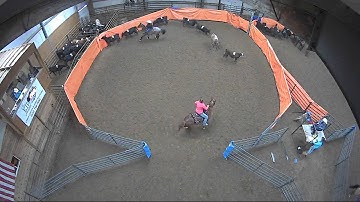 Big Sky Ranch Sorting Saddle Series #3 - #7 Sort - Round #1 - Ride #31