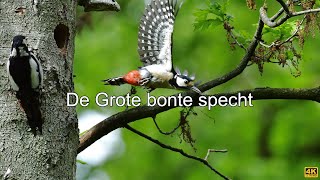 De Grote Bonte Specht