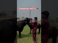 Dangerous Bull 😳🐂Village Life Gone Crazy! #cow #qurbani2026 #trendingshorts #bkmboys #bull #ytshorts