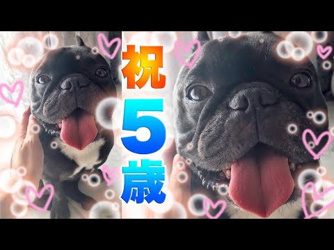 フレンチブルドッグココ誕生日　４歳→５歳の1年間総まとめ